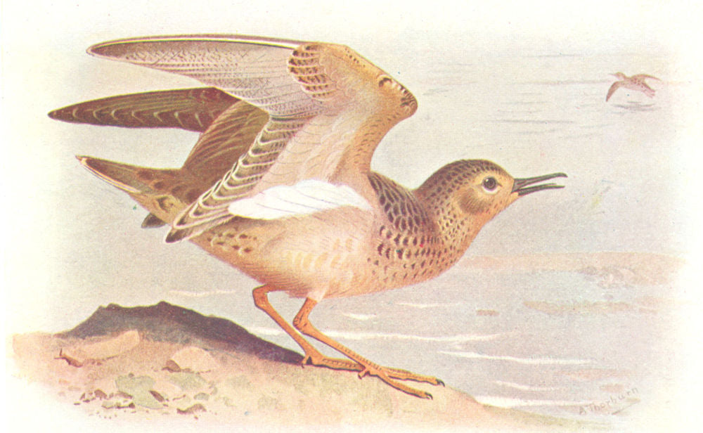 BRITISH BIRDS. Buff-breasted Sandpiper. THORBURN 1925 old vintage print